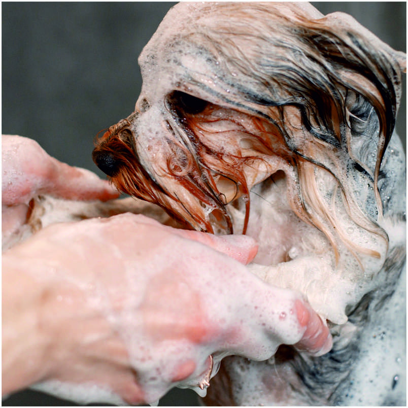 Hund waschen und föhnen